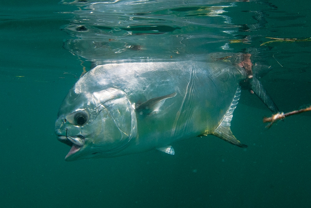 Permit fish caught using a fishing circle hook