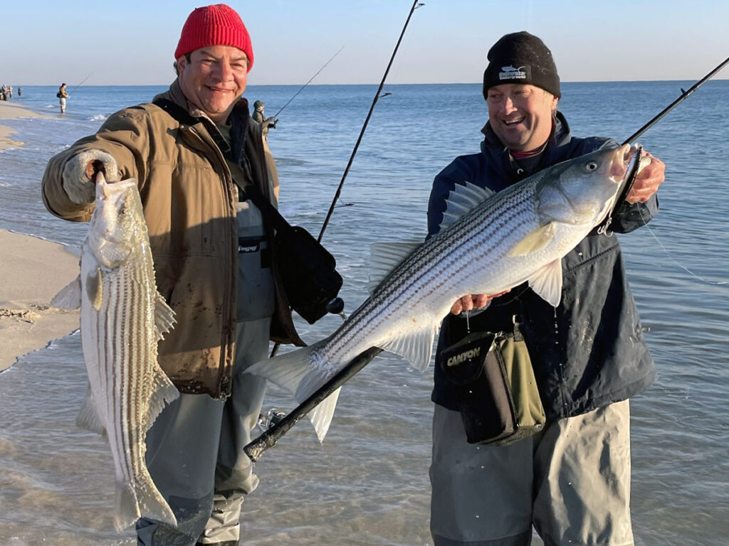 surf casters catch striped bass