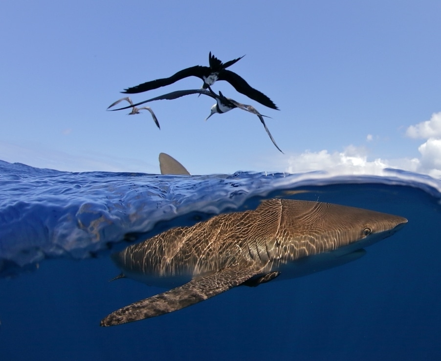 Shark Fishing Guide to Species - a requiem shark
