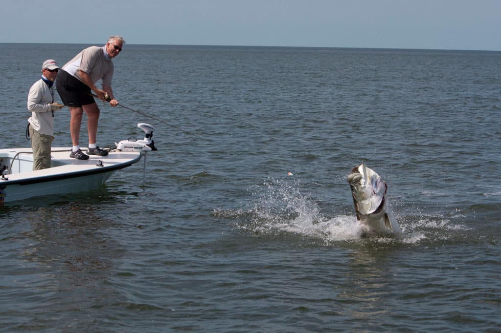 Tarpon jumping out of the water