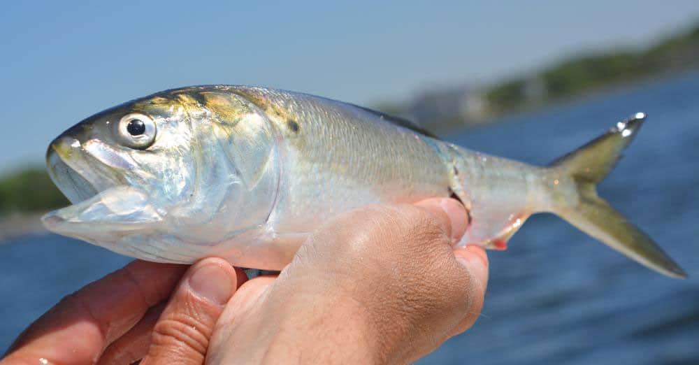 Menhaden held up